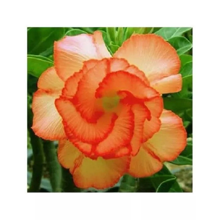 Orange Desert Rose Seeds - 4 Pack Adenium Obesum Perennial Flower Seeds for Gardening