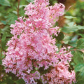 Coral Lilac Seeds - 25 Perennial Flower Seeds, Fragrant Blooms, Syringa vulgaris, US Seller