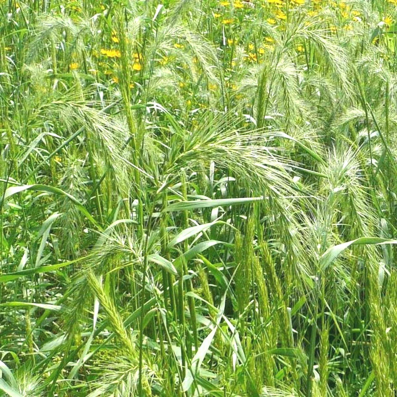 Virginia Eastern Wild Rye Grass Seeds - 500+ Native Prairie Bunchgrass for Spring & Fall - Elymus virginicus