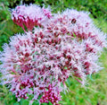 100 Holy Rope Seeds for Hemp Agrimony Perennial Flower (Eupatorium cannabinum) - Native Wildflower Seeds
