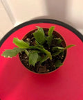 Thanksgiving Cactus Cuttings Potted Pink and Red - Schlumbergera Truncata Rooted Plants