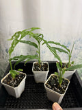 Monstera Obliqua 'Peru' - Small Live Plant, Rare Houseplant, Tropical Foliage, Indoor Plant, Easy Care, Exotic Greenery