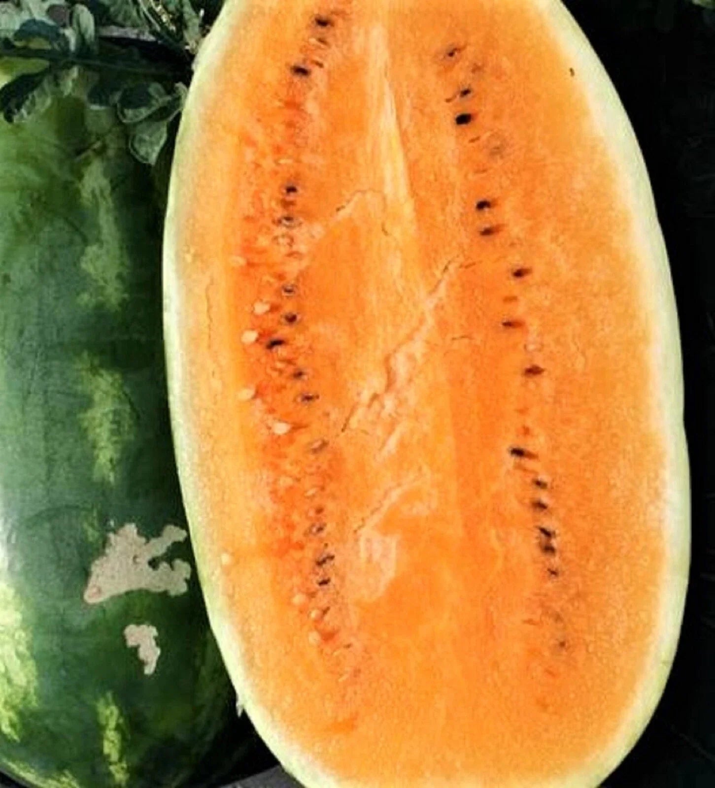 Tendersweet Orange Watermelon Seeds - 25 Non-GMO Seeds for Planting - Citrullus lanatus