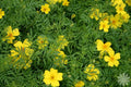 100 Marigold Seeds - Lemon Gem, Lemon Scented Yellow, Tagetes patula - Buy Any 15, Ships Free