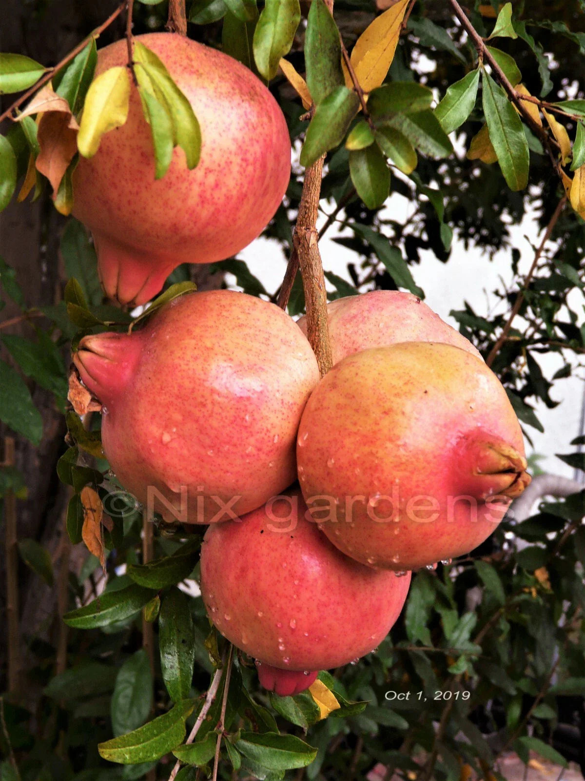 Pomegranate Tree Cuttings - (3) Fresh Cuttings - Sweet Variety - Punica granatum