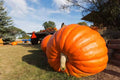 Dill's Atlantic Giant Pumpkin Seeds - 5 Ct - Heirloom - Non-GMO - World Record Variety - Cucurbita maxima