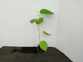 Dwarf Everbearing Mulberry Trees 2-Pack Starter Plants Morus Nigra