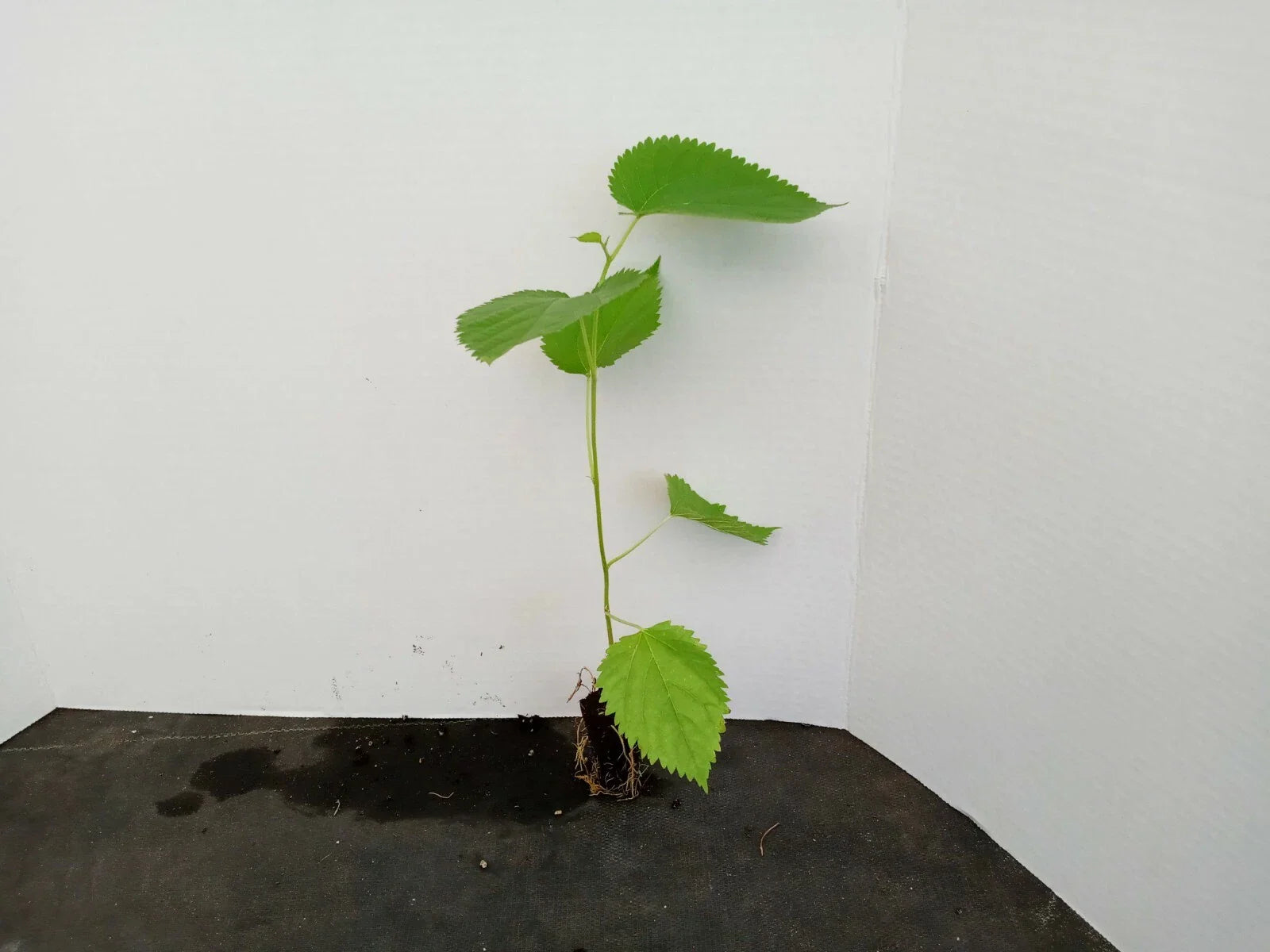 Dwarf Everbearing Mulberry Trees 2-Pack Starter Plants Morus Nigra