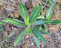 Variegated Agave Lophantha 'Splendida' 12-14" Center Stripe Leaves