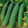 Straight Eight Cucumber Seeds | AAS Winner Variety | Slicing Cucumbers | Cucumis sativus