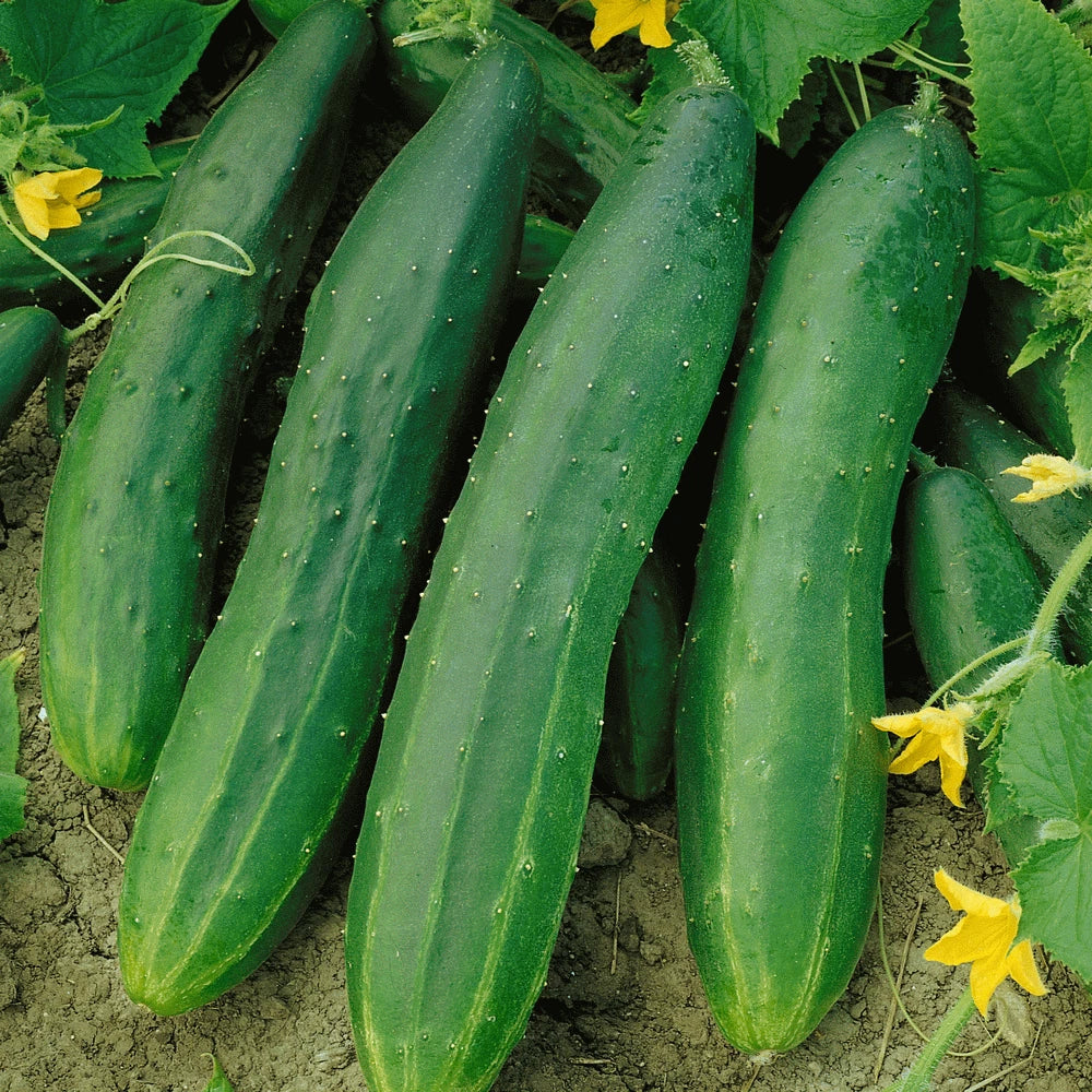 Straight Eight Cucumber Seeds | AAS Winner Variety | Slicing Cucumbers | Cucumis sativus