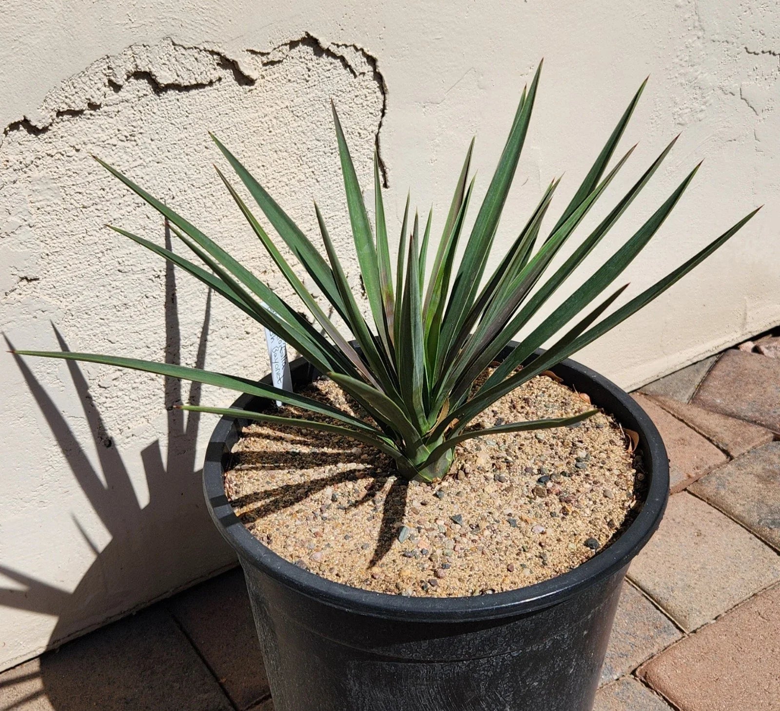 Yucca Plant - Live Rooted Spanish Bayonet - Yucca Aloifolia - Ideal for Houston, Texas Gardens