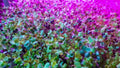 Alfalfa Microgreen Seeds - 1,000 Count - Healthy Microgreens - Medicago sativa