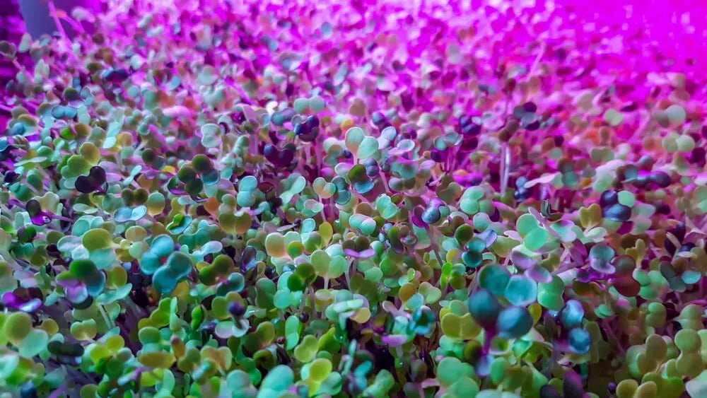 Alfalfa Microgreen Seeds - 1,000 Count - Healthy Microgreens - Medicago sativa