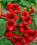 Hummingbird Trumpet Vine Seeds - Dark Red - Hardy - Campsis radicans - 20 Seeds