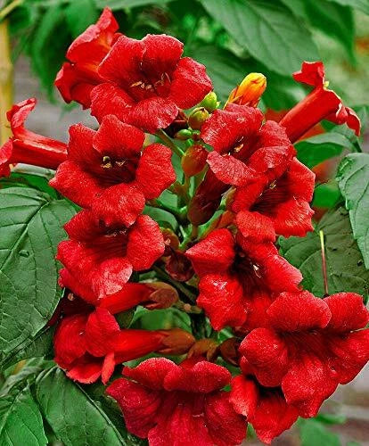 Hummingbird Trumpet Vine Seeds - Dark Red - Hardy - Campsis radicans - 20 Seeds