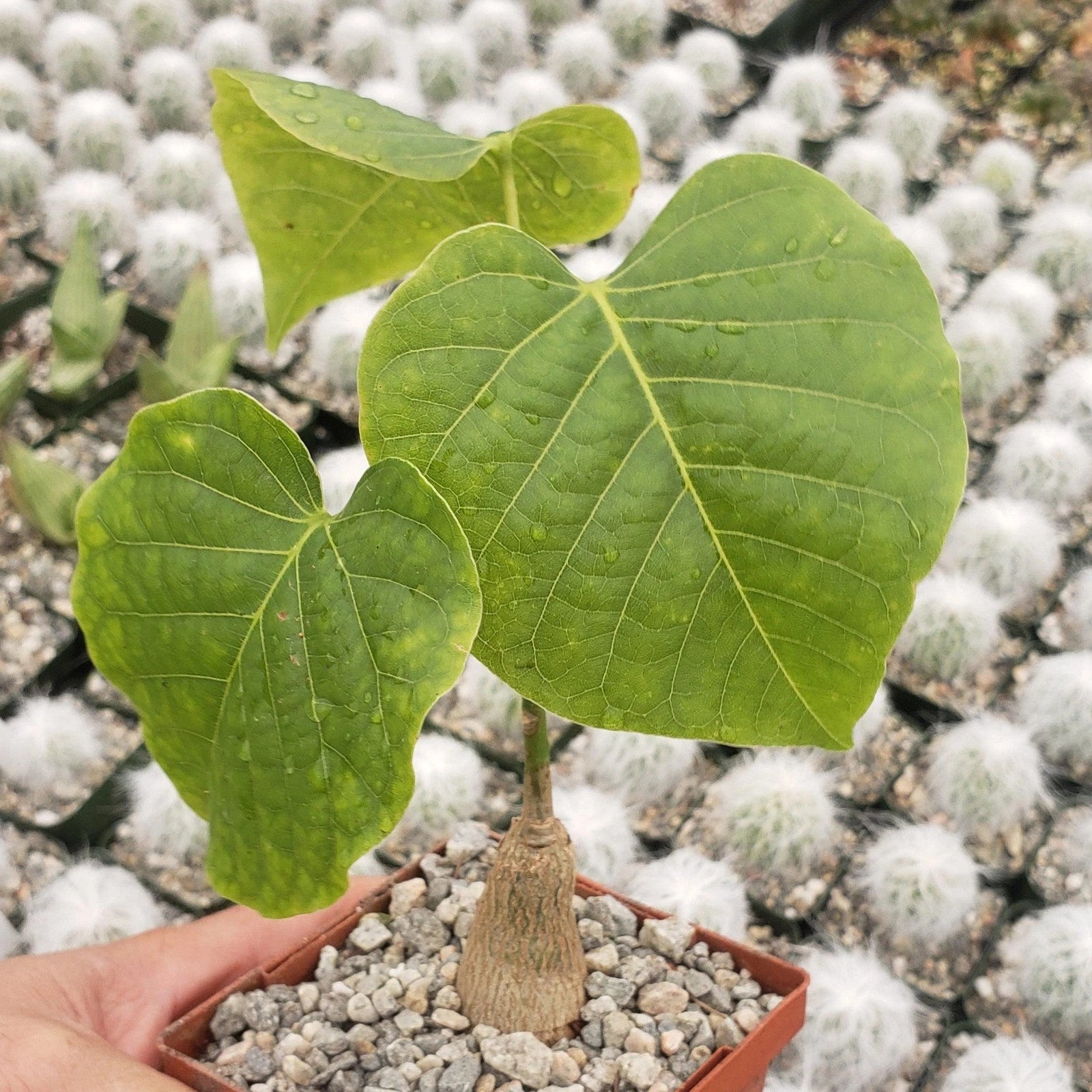 Shaving Brush Tree Plant - Pseudobombax ellipticum - Live Cacti Succulent - Unique Indoor Outdoor Decor