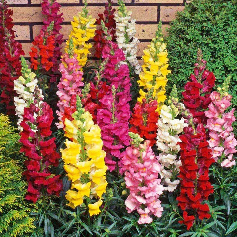 Snapdragon Flower Seeds - 15 Fresh Seeds - Antirrhinum majus - Free USA Shipping