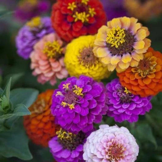 Dwarf Button Box Zinnia Seeds - Heirloom Container Mix, 200 Non-GMO Seeds, 6 Colors, Perfect for Gardens and Pots