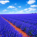 Lavender Seeds 1200 Mosquito Repellent Perennial Herb Lavandula angustifolia - Free Shipping