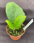 Hoya Frahns Hybrid Rooted Plant 3" Pot Hoya Carnosa Live Houseplant
