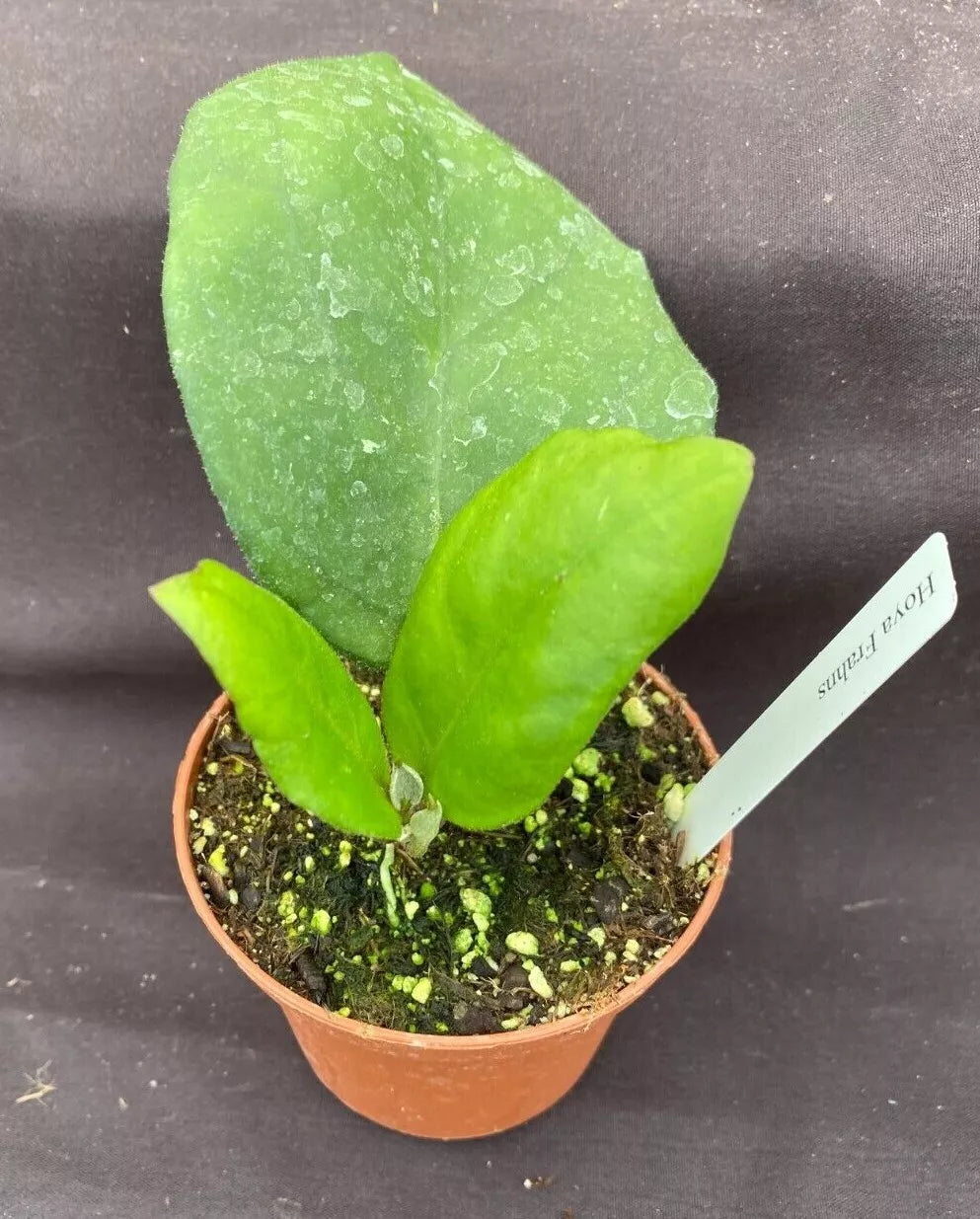 Hoya Frahns Hybrid Rooted Plant 3" Pot Hoya Carnosa Live Houseplant