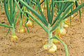 Organic Vidalia Sweet Onion Seeds Non-GMO 110/170 Days for Spring/Fall Garden (Allium cepa)