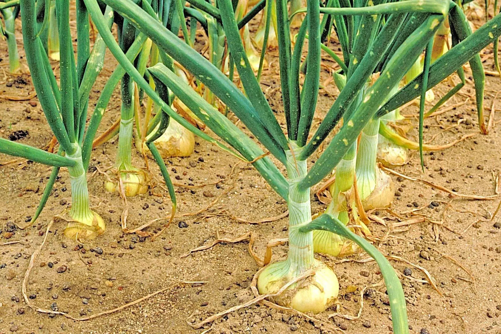 Organic Vidalia Sweet Onion Seeds Non-GMO 110/170 Days for Spring/Fall Garden (Allium cepa)