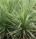 Dracaena Spikes Seeds - 25 Count - Dracaena Fragrans - Indoor Houseplant Seeds for Gardening