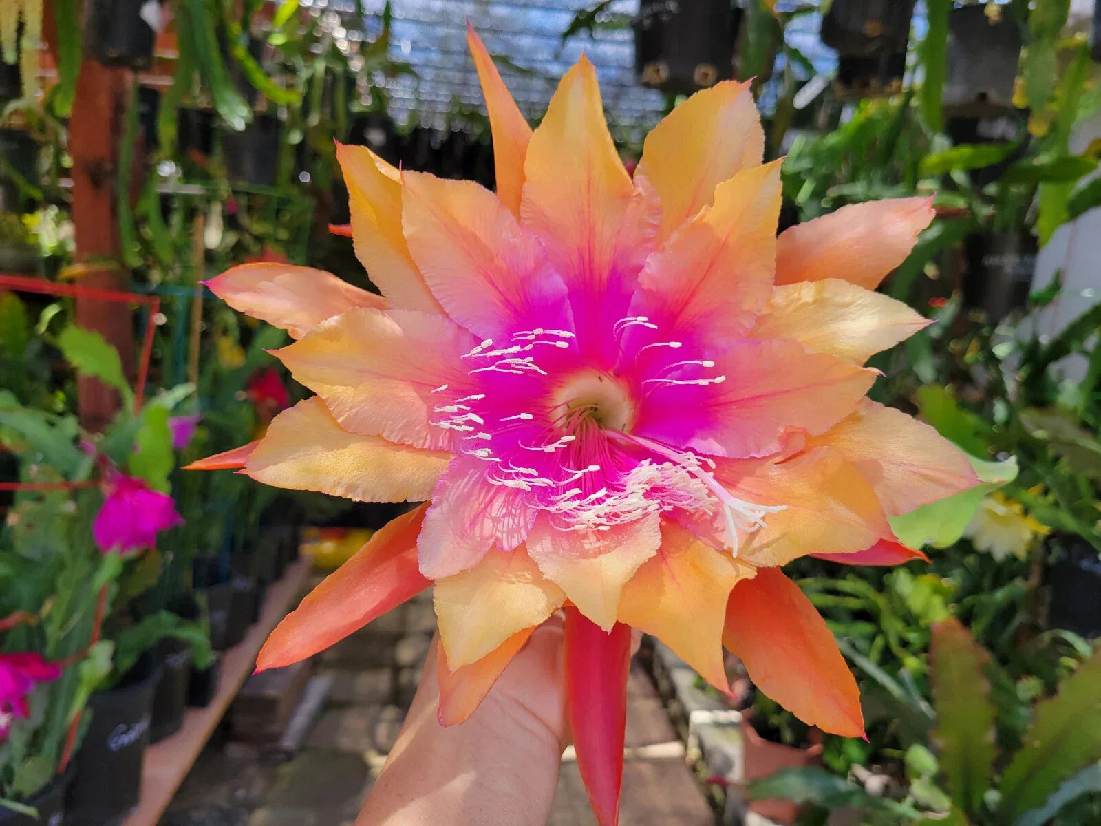 Epiphyllum Clarity's Happy Hippie Orchid Cactus 4 Inch Pot - Well Rooted, Colorful Succulent Plant