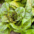 Freckles Romaine Lettuce Seeds - 500+ Heirloom Organic Non-GMO Seeds - Lactuca sativa