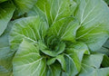 Vates Collard Greens Seeds - 300+ Count - Heirloom Vegetable for Gardening and Cooking - Brassica oleracea