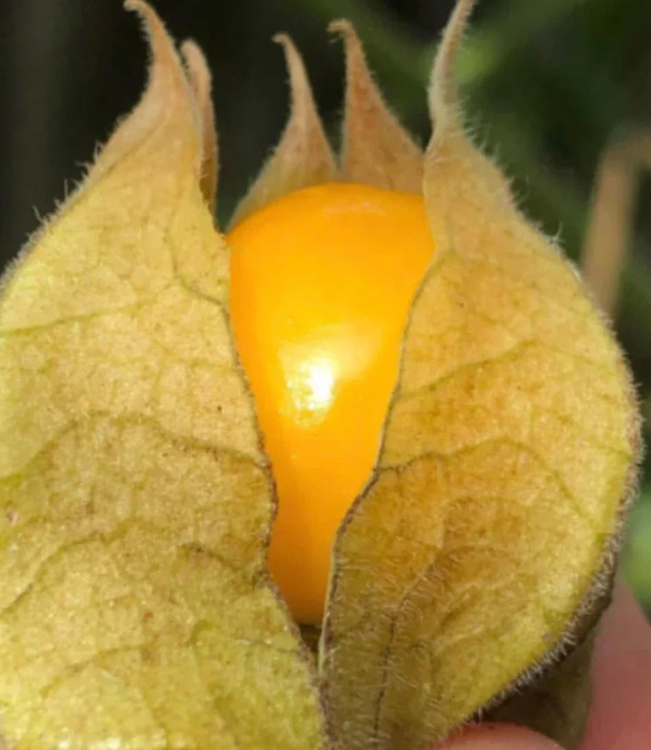 Golden Berry Plant Cuttings - 6 Fresh 'Pineapple' Variety - Physalis peruviana
