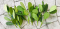 Clusia Rosea Autograph Tree Cuttings 9-Pack, Easy Propagation, Evergreen Bush, Tropical Ornamental Plant
