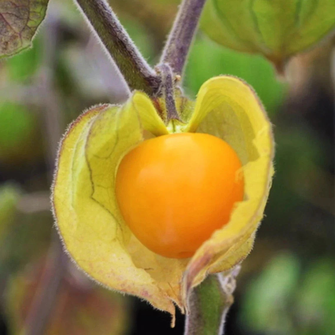Hawaiian Giant Poha Berry Seeds - 2025 Planting, Edible Fruit, Physalis Peruviana