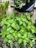 Lemon Balm Seeds - 100 Organic Non-GMO Medicinal Garden Herb - Melissa officinalis