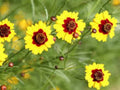Coreopsis Dwarf Plains Seeds - 100 Fresh Seeds, Annual Wildflower, Coreopsis tinctoria - Free USA Shipping