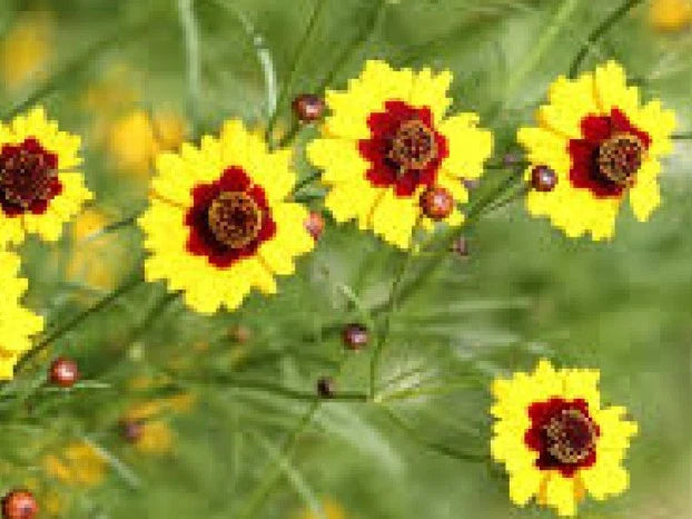 Coreopsis Dwarf Plains Seeds - 100 Fresh Seeds, Annual Wildflower, Coreopsis tinctoria - Free USA Shipping