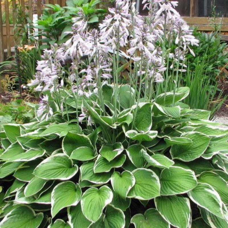 Francee Hosta Plants - 3 Bare Root, Variegated Green with White Margin - Hosta fortunei 'Francee' - Shade-Loving Perennial