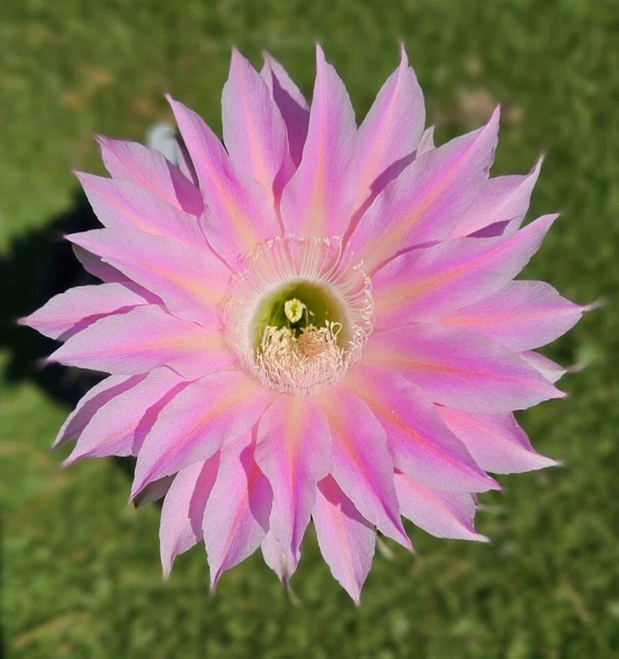 Echinopsis Hybrid Cactus Offset | S3X ON THE BEACH MEX 388-2 | Rare Import | Rooted Cactus Plant
