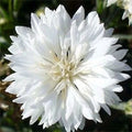 Cornflower Seeds 400 Count TALL WHITE Heirloom Non-GMO Centaurea cyanus