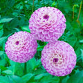 Genova Dahlia Flower Seeds - 25 Perennial Seeds for Vibrant Blooms - Dahlia variabilis - US Seller