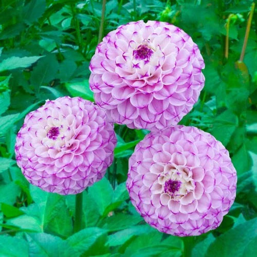 Genova Dahlia Flower Seeds - 25 Perennial Seeds for Vibrant Blooms - Dahlia variabilis - US Seller