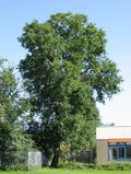 Siberian Elm Tree Seeds - Ulmus pumila - Hardy Fast-Growing Deciduous Tree Seeds for Planting