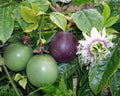 Passion Fruit Seeds - 20+ Seeds - Passiflora edulis - Tropical Fruit Variety for Home Gardening