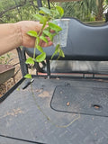 Hoya Lacunosa Vining Plant 2.5" Pot - Tropical Wax, Fragrant with 2 Flowers, Indoor Houseplant