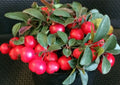 Gaultheria Cherries Berries Live Plants Set of 6 - 4-6" Tall, Evergreen Groundcover, Ideal for Gardens