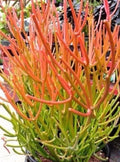 Sticks on Fire Pencil Cactus Cuttings - 5 Fresh Cuttings Euphorbia Tirucalli Succulent Plant