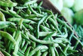Premium Heirloom Green Bean Seeds - Mountaineer Half Runner - Fresh Vegetable Seeds for Garden Planting