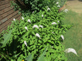Gooseneck Loosestrife Roots, 10 Pack, Lysimachia clethroides, Perennial Plant, Hardy Ground Cover, Flowering Garden Plant